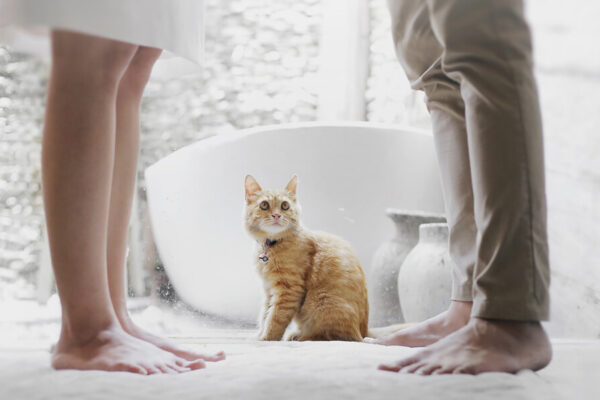 Custody & Divorce